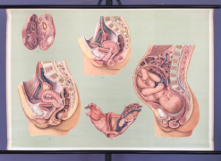 Anatomie