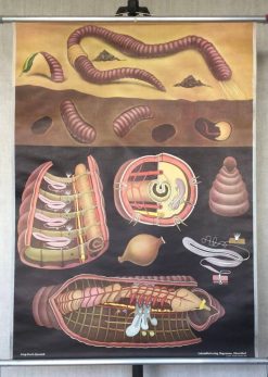 Oude Schoolkaart Regenworm