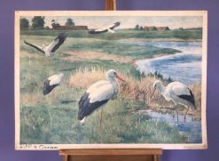 Oude schoolkaart Ooievaars aan het water -