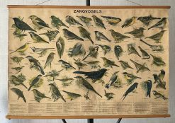 Oude Schoolkaart Zangvogels