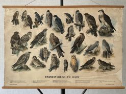 Oude Schoolkaart Dagroofvogels en Uilen