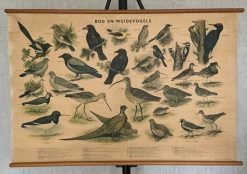 Oude Schoolkaart Bos- en Weidevogels