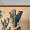 Oude Schoolkaart Bos- en Weidevogels - Afbeelding 4