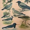 Oude Schoolkaart Bos- en Weidevogels - Afbeelding 5