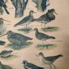 Oude Schoolkaart Bos- en Weidevogels - Afbeelding 7