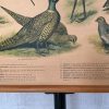 Oude Schoolkaart Bos- en Weidevogels - Afbeelding 9