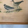 Oude Schoolkaart Bos- en Weidevogels - Afbeelding 10