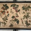 Antieke Botanische Schoolplaat T. XII. - J. Lebègue & Cie