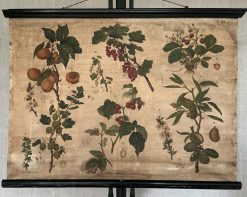 Antieke Botanische Schoolplaat T. XII. - J. Lebègue & Cie