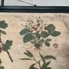 Antieke Botanische Schoolplaat T. XII. - J. Lebègue & Cie - Afbeelding 3