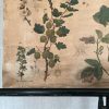 Antieke Botanische Schoolplaat T. XII. - J. Lebègue & Cie - Afbeelding 4