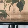 Antieke Botanische Schoolplaat T. XII. - J. Lebègue & Cie - Afbeelding 6