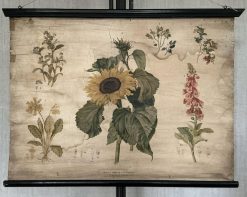 Antieke Botanische Schoolplaat T. IX. - J. Lebègue & Cie
