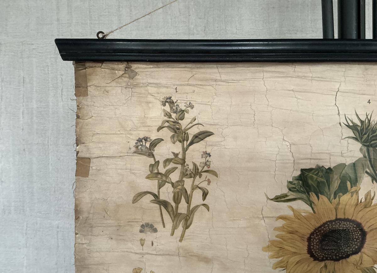 Antieke Botanische Schoolplaat T. XII. - J. Lebègue & Cie - Afbeelding 2