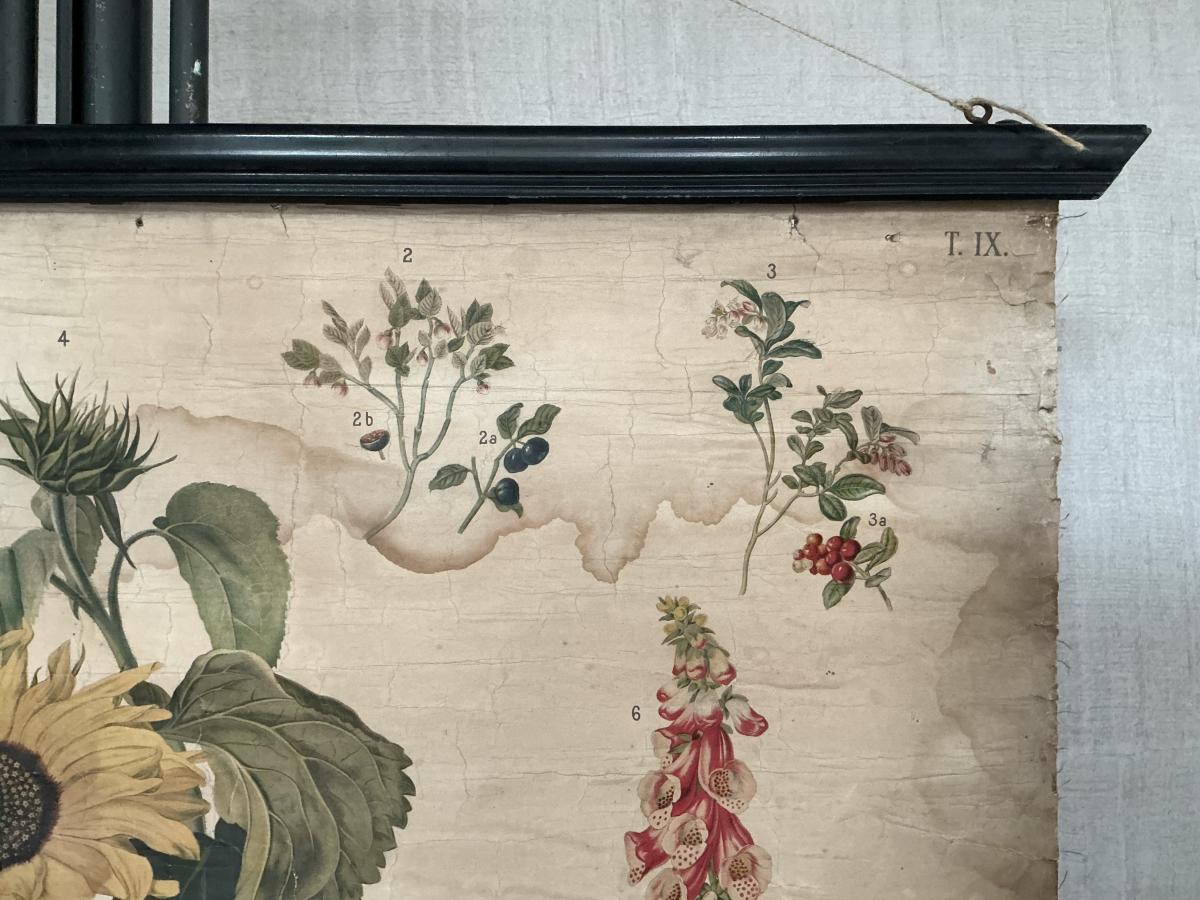 Antieke Botanische Schoolplaat T. XII. - J. Lebègue & Cie - Afbeelding 3