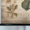 Antieke Botanische Schoolplaat T. XII. - J. Lebègue & Cie - Afbeelding 4