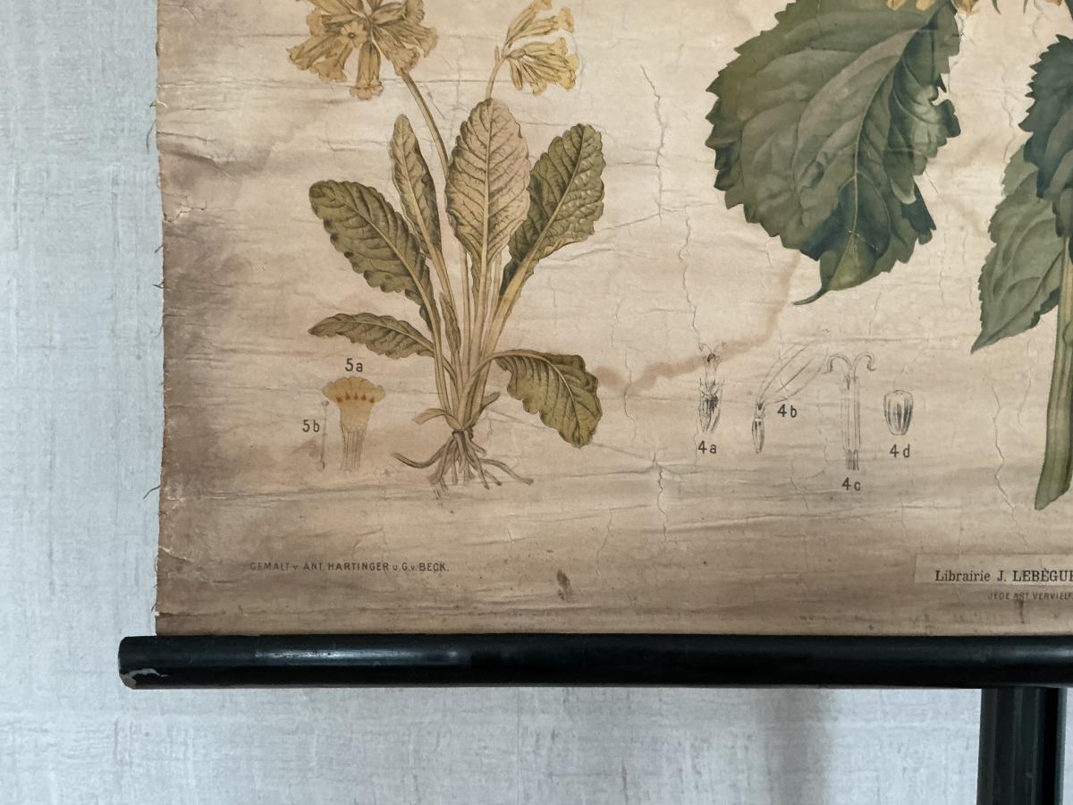 Antieke Botanische Schoolplaat T. XII. - J. Lebègue & Cie - Afbeelding 4