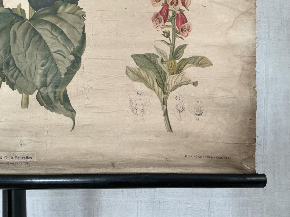 Antieke Botanische Schoolplaat T. XII. - J. Lebègue & Cie - Afbeelding 5