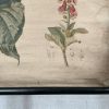 Antieke Botanische Schoolplaat T. IX. - J. Lebègue & Cie - Afbeelding 5