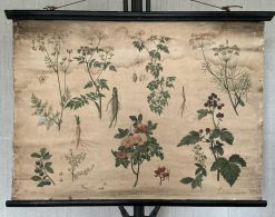 Antieke Botanische Schoolplaat T. VII. - J. Lebègue & Cie
