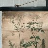 Antieke Botanische Schoolplaat T. VII. - J. Lebègue & Cie - Afbeelding 2