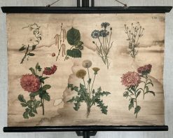 Antieke Botanische Schoolplaat T. XII. - J. Lebègue & Cie