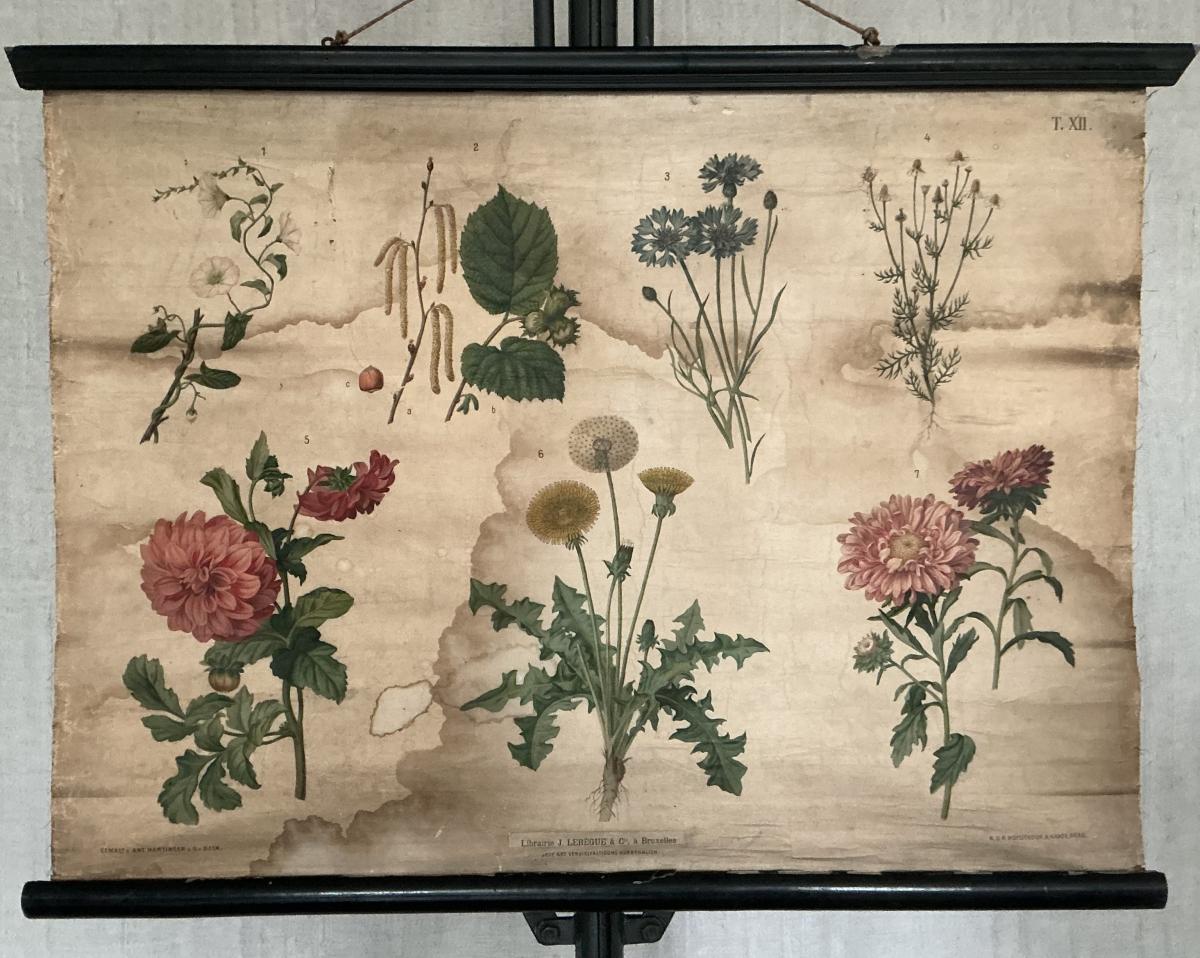 Antieke Botanische Schoolplaat T. XII. - J. Lebègue & Cie